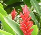 redginger photo